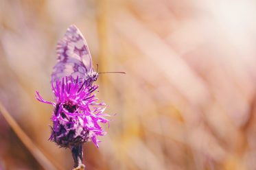 Top 10 Forgotten Wild Plants Native Americans used for Health and Beauty Benefits