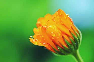 Calendula Benefits & Uses: Health, Beauty & Kitchen