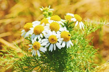 chamomile benefits for health, skin and hair