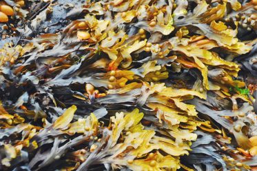 seaweed skin benefits