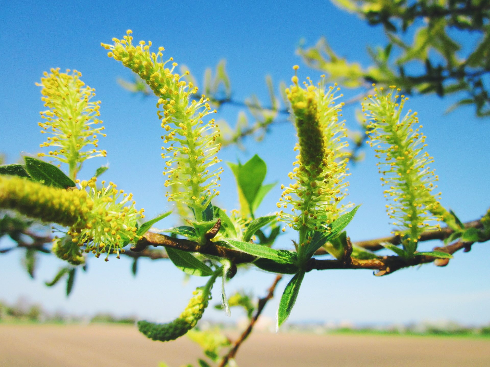 surprising-white-willow-bark-health-and-skin-benefits-wild-for-nature