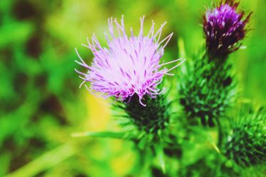 milk thistle health and skin benefits