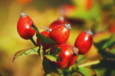 rosehip oil for acne scars